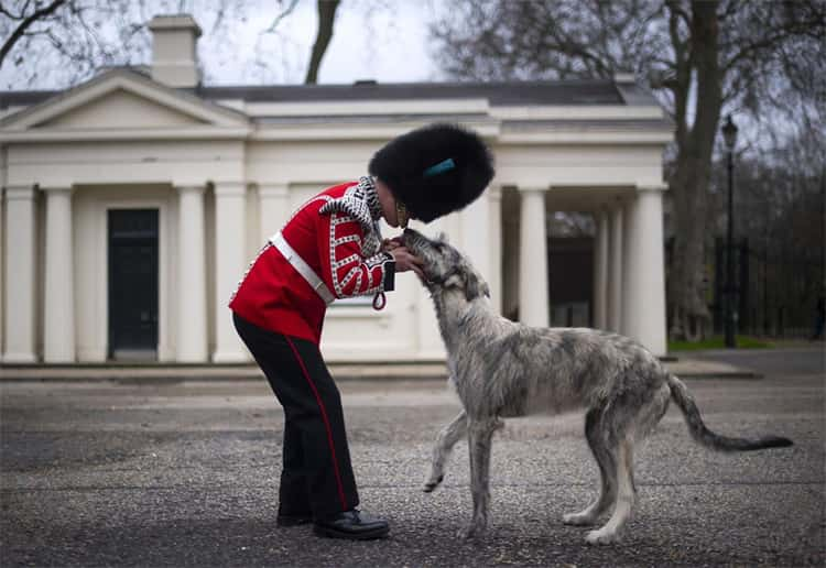 2. İrlanda Kurt Köpeği