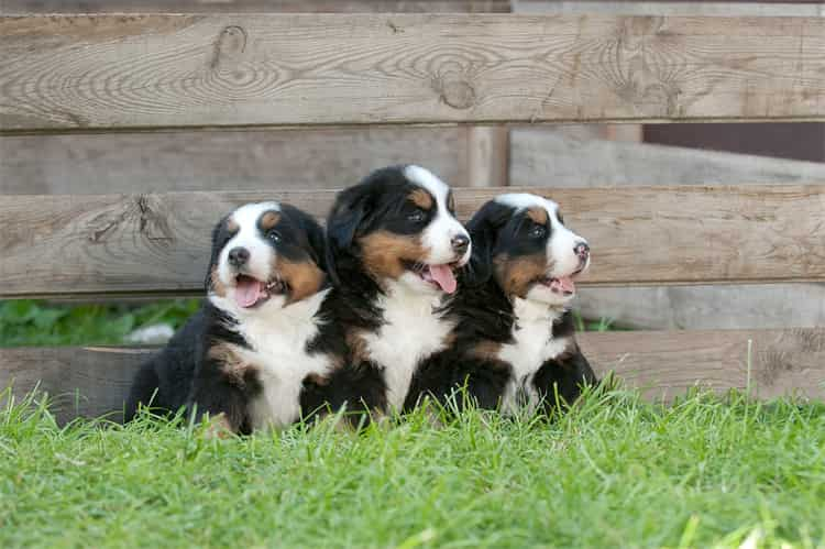 3. Cane da montagna bernese