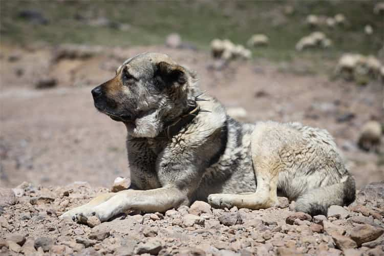 4. Perro pastor kangal