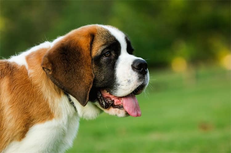 5. Saint Bernard