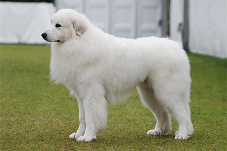 6. Chien de montagne des Pyrénées