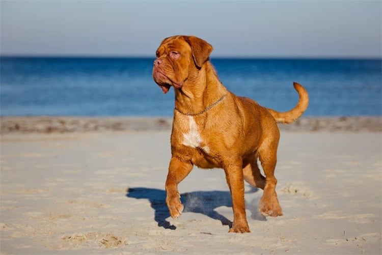 8. Dogue de Bordeaux