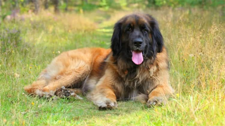 9. Leonberger