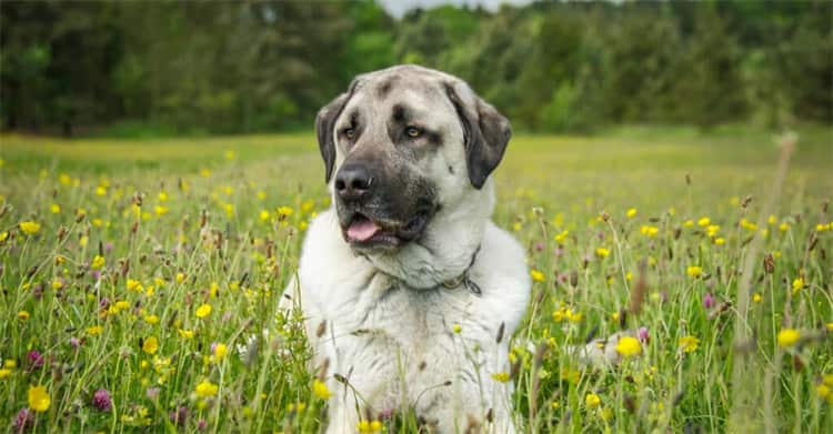 10. Anatolsk gjeterhund