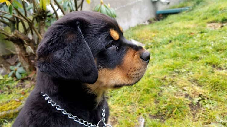 9. Rottweiler