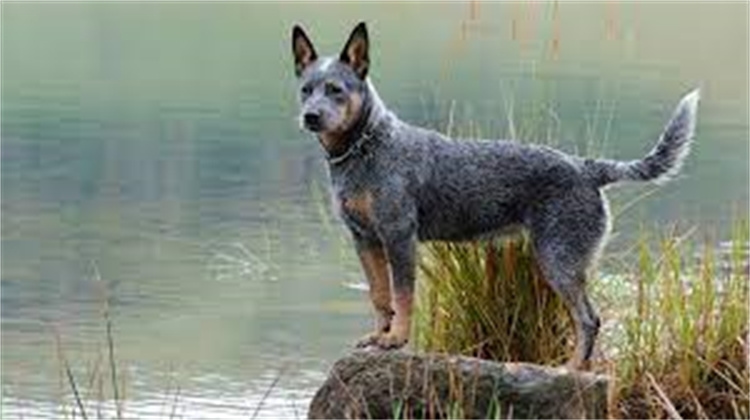 10. Australian Cattle Dog