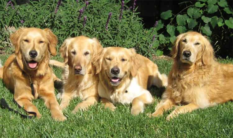 4. Golden Retriever