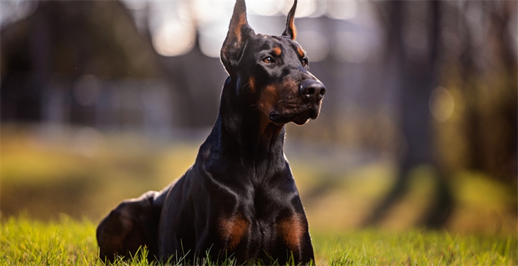 5. Doberman Pinscher