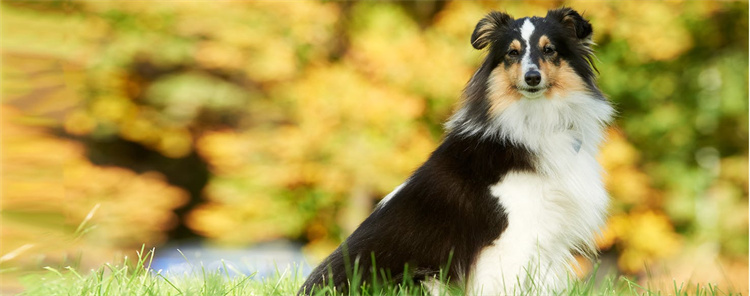 6. Cão de pastor de Shetland