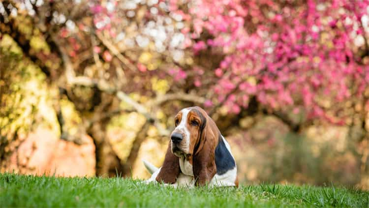 3. Basset Hound