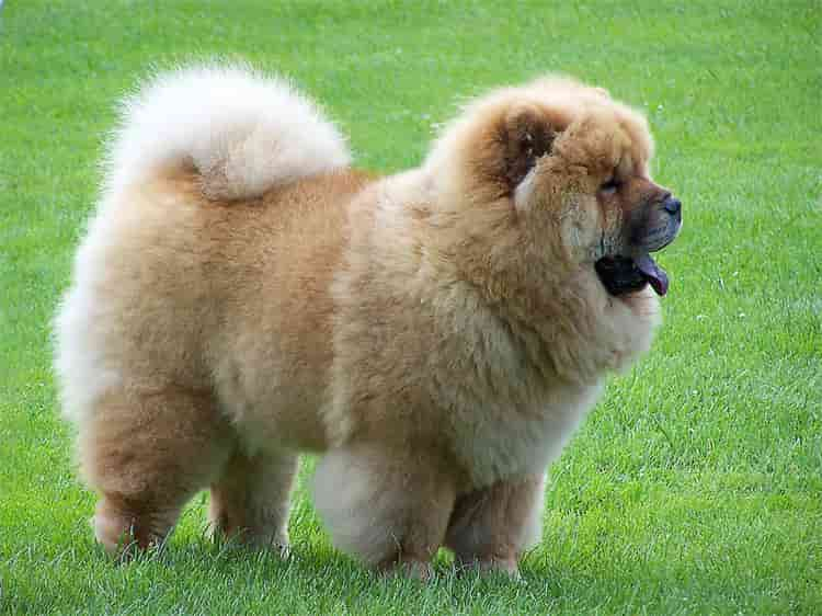 4. Chow, chow