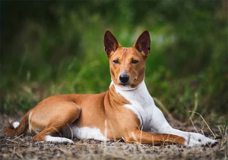 8.巴仙吉犬