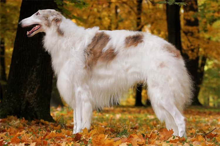 9. Borzoi