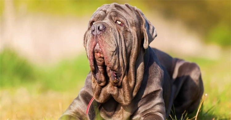 10. Mastiff