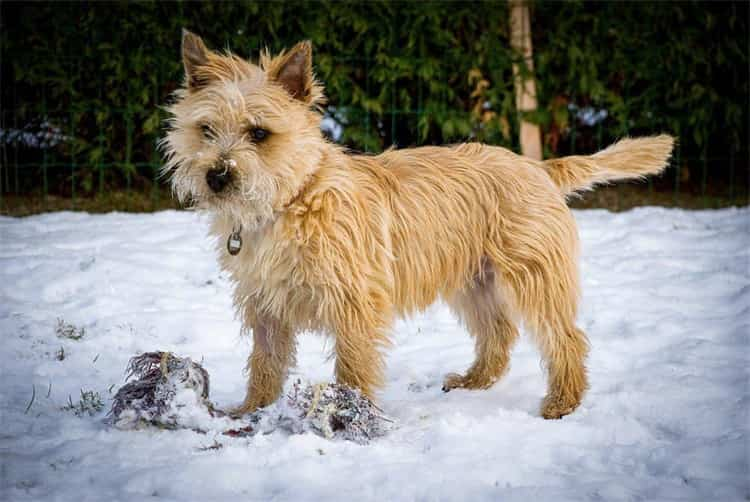 Cairn terrier