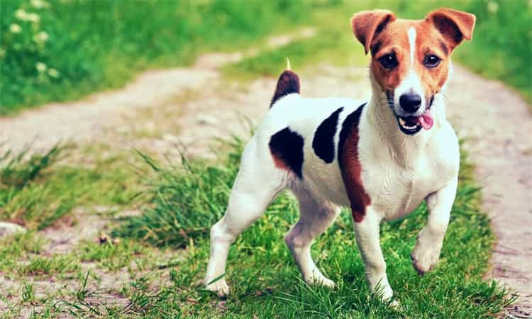 Terrier Jack Russell