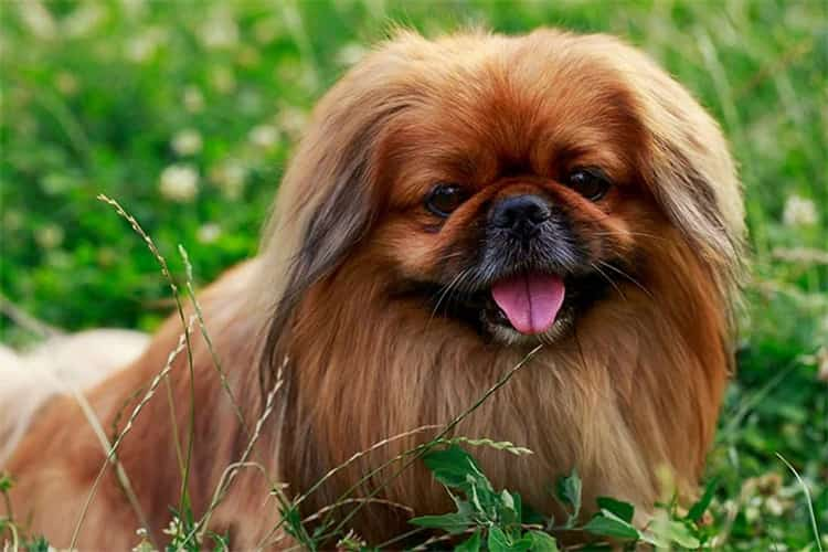 Pekingeser