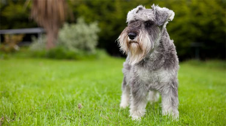 5. Schnauzer miniatura