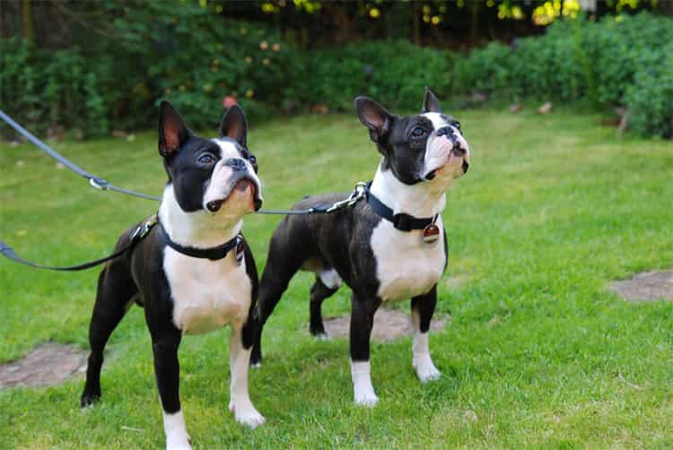 2. Boston terrier 