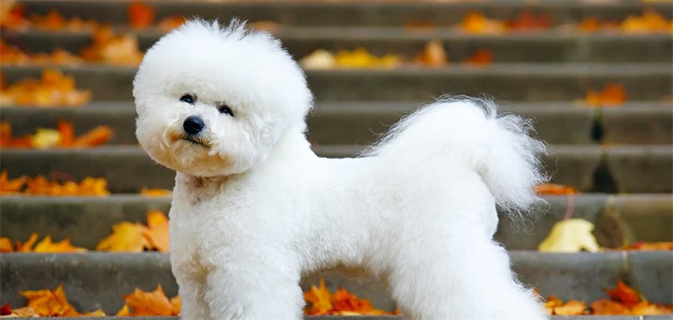 13. Bichon frisé