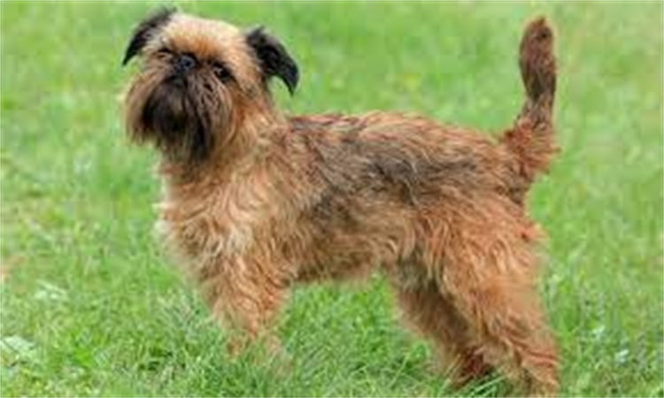 14. Belgischer Griffon