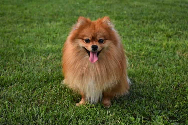 15.  German Spitz