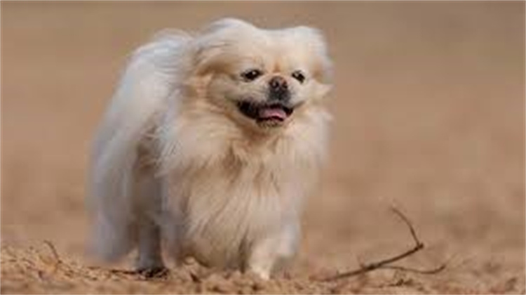 16. Pekinese