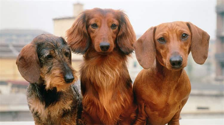 3. Dachshund