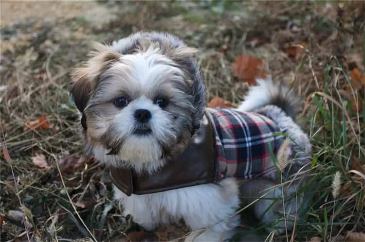 4. Shih Tzu