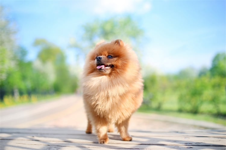 6. Pomeranian