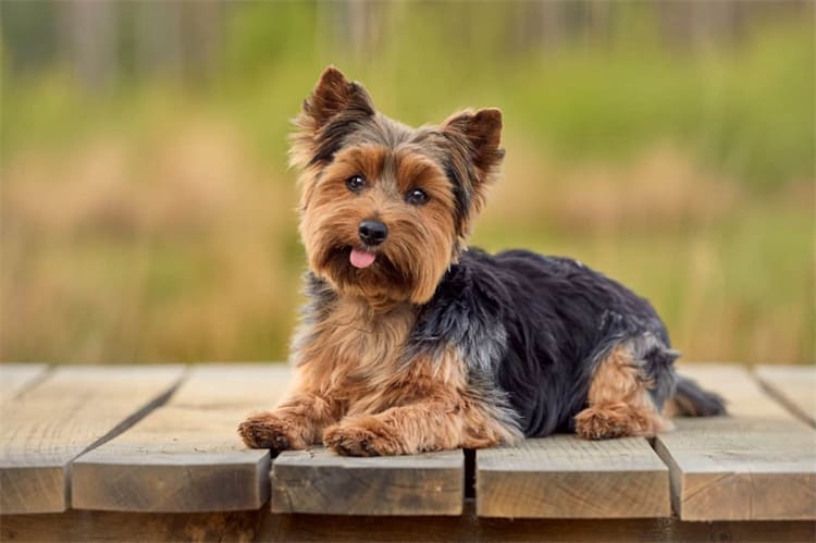 8. Yorkshire terrier 