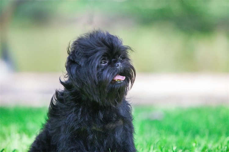 10. Affenpinscher