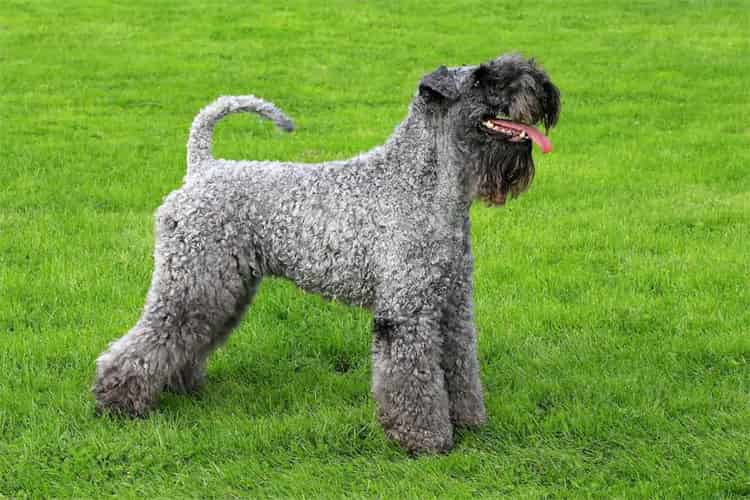 Kerry Blue Terriers