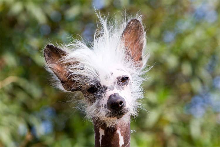 Chinese Crested