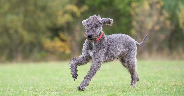 Bedlington Terriërs