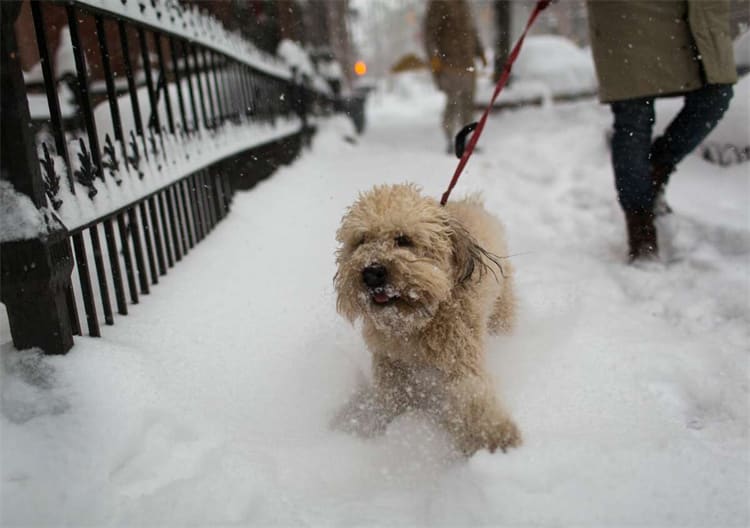 10. Wheaten Terrier de pelo mole