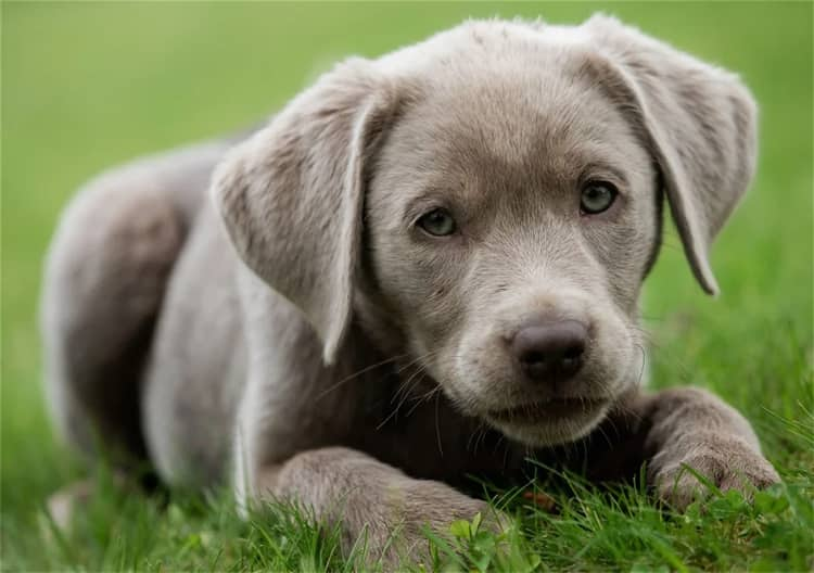 Historien om Silver Labrador