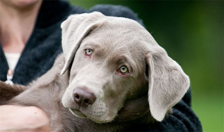 labrador Yönlendirilmiş öfke