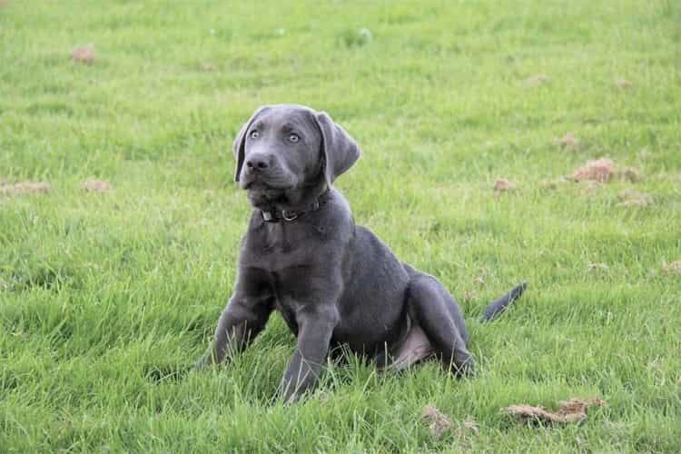 Silver Labrador Utseende