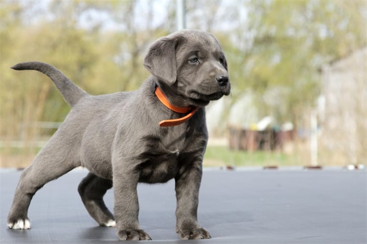 Zilveren Labrador Temperament en Persoonlijkheid