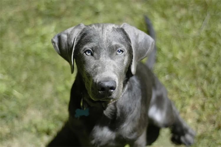 Quanto tempo vive um Labrador prateado?