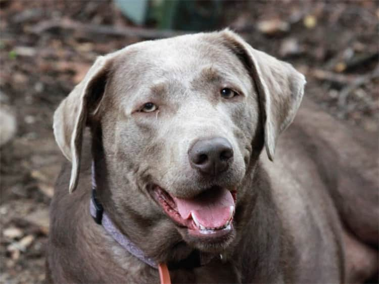 How old is a Silver Labrador?