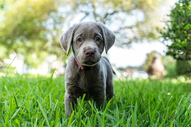 Silver Labrador Health and Care