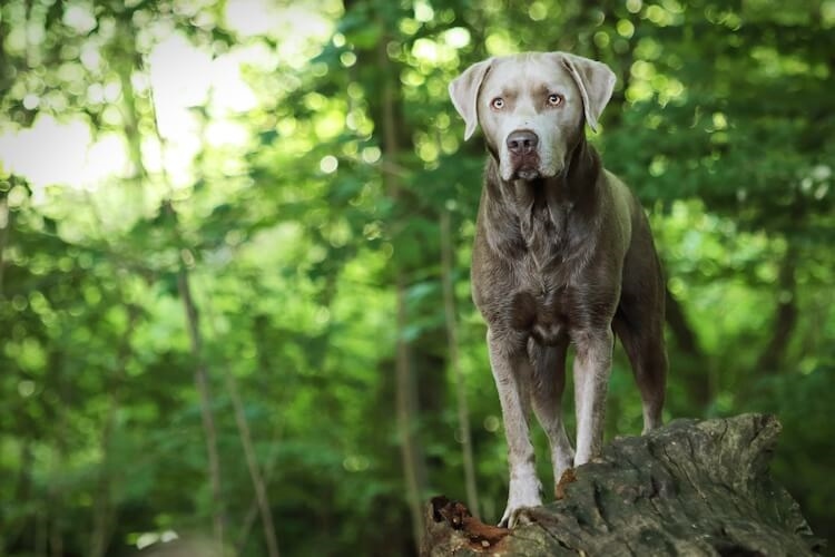 さまざまな状況で犬がどのように行動し、反応するかを観察する