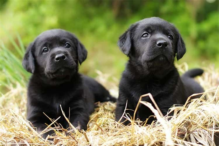 Pausas para ir al baño de los cachorros de labrador