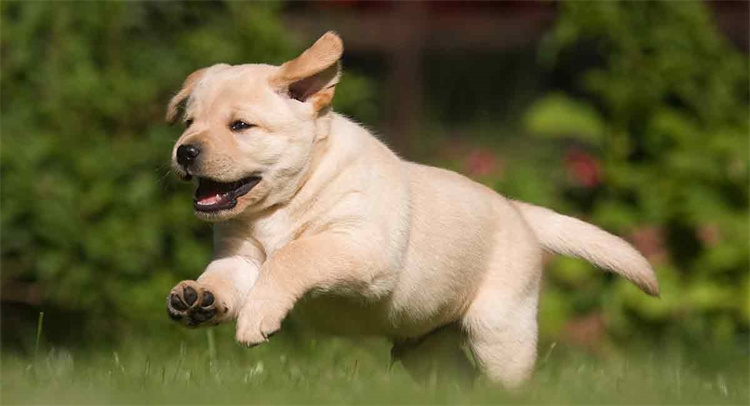 labrador Predatorial saldırganlık