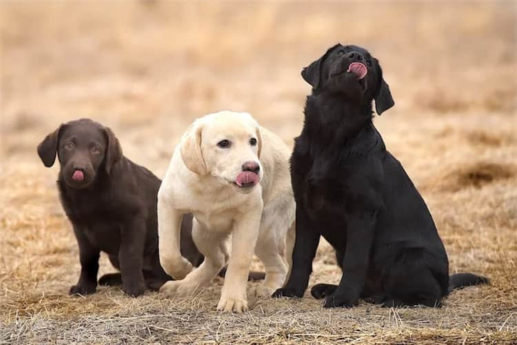 拉布拉多幼犬是您的理想犬种吗？