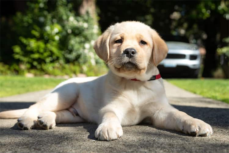 labrador Hälsotillstånd