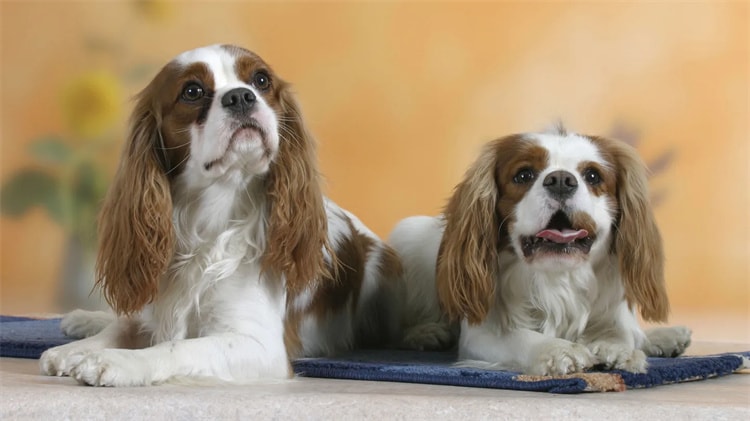 2. King Charles Spaniel Cavalier