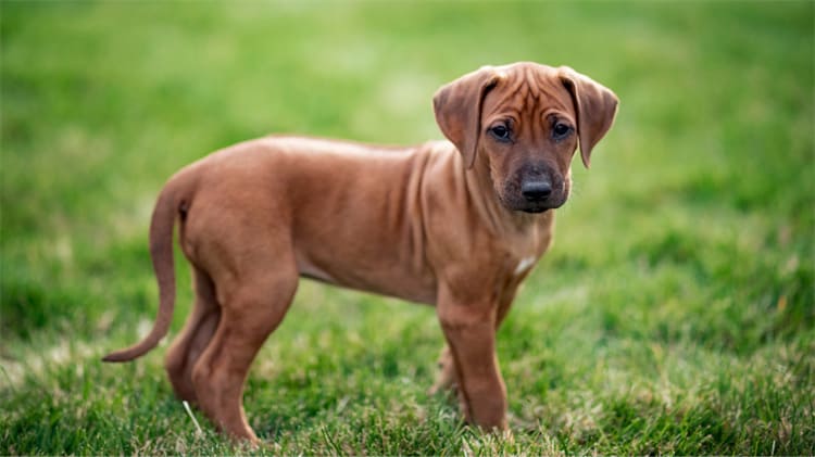 14. Rhodesian Ridgeback